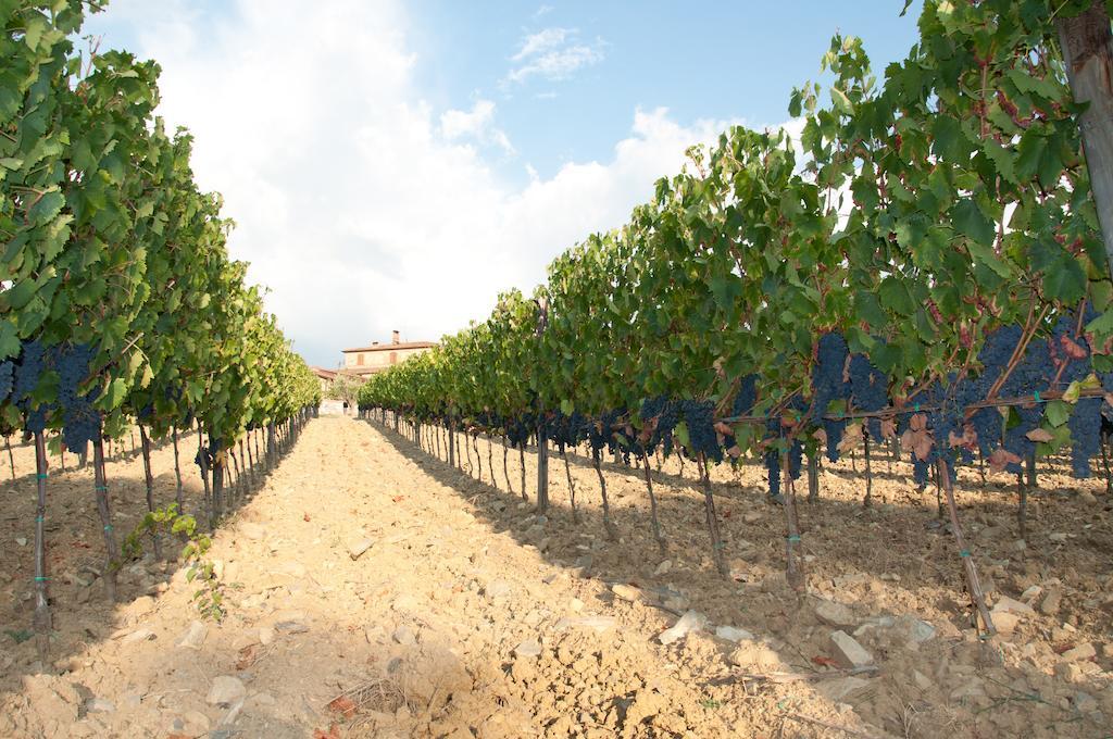 Agriturismo Amina, Winery & Hiking Vagliagli Екстер'єр фото